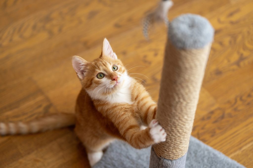 Contact Cattery Supplies Hub