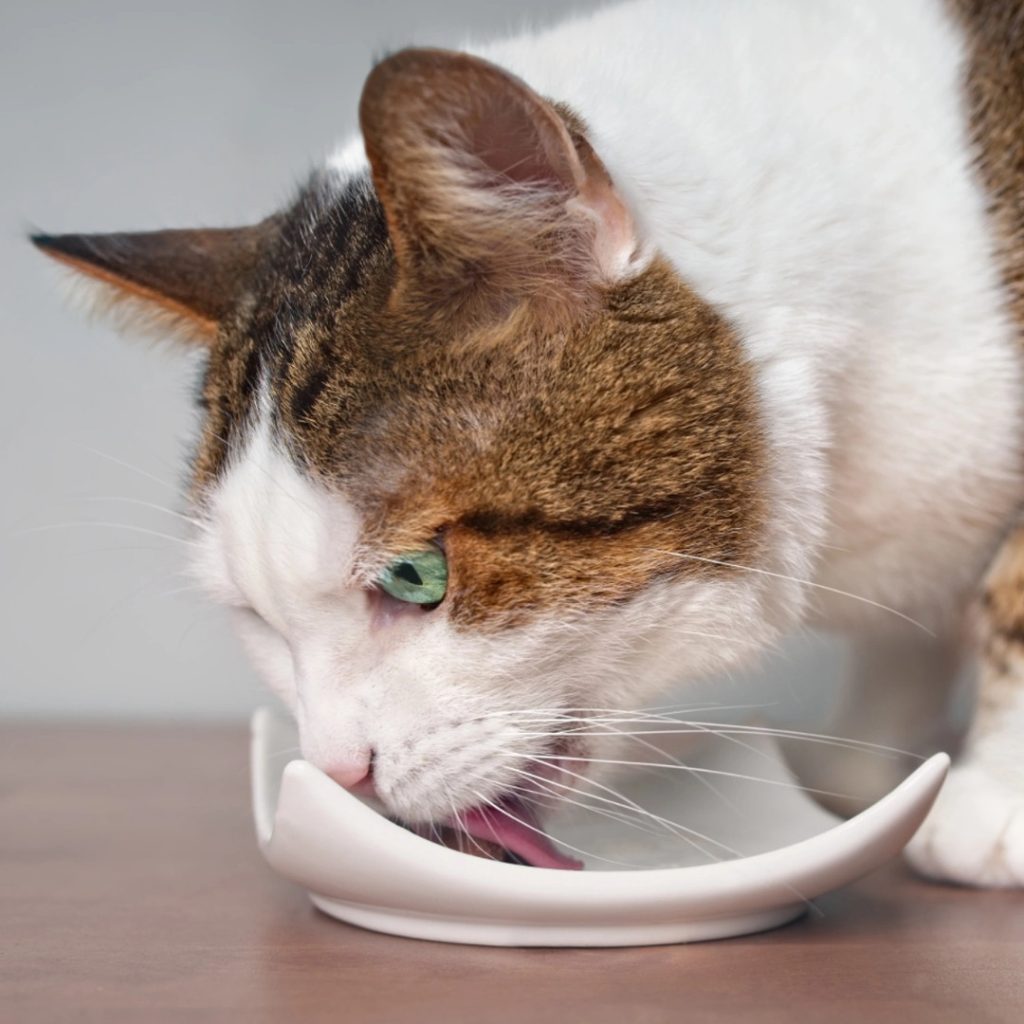 Cattery Supplies Hub Partnership Programme