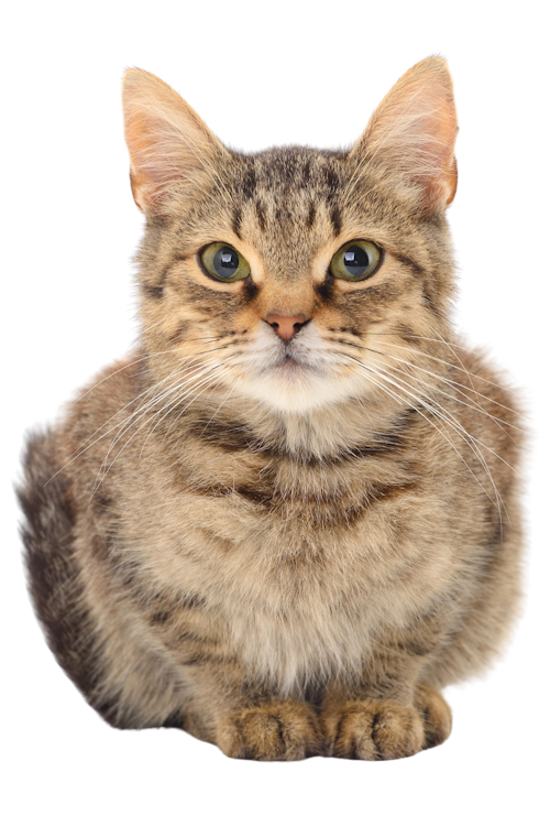 Cattery Supplies Hub Sowerby Bridge